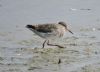 Redshank