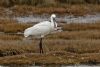 Spoonbill