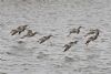 Spotted Redshank