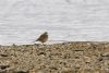 Water Pipit