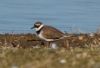 Little Ringed Plover