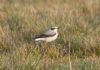 Wheatear