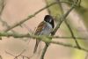 Reed Bunting