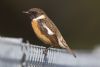 Stonechat