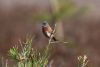 Dartford Warbler