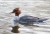 Goosander