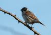 Reed Bunting