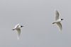 Mediterranean Gull