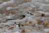 Sanderling