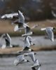 Black-headed Gull