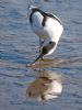 Avocet