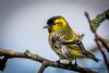 Siskin