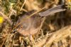 Dartford Warbler