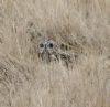 Short-eared Owl