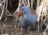 Water Rail