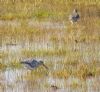 Spotted Redshank