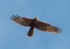 Marsh Harrier