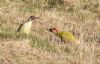 Green Woodpecker