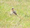 Wheatear