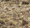 Wheatear