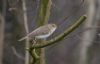 Chiffchaff