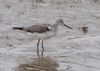 Greenshank