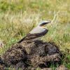 Wheatear