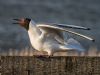 Black-headed Gull