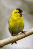 Siskin