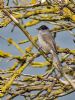 Blackcap