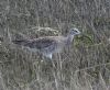 Whimbrel