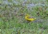 Yellow Wagtail