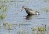 Spotted Redshank