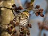 Siskin