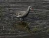 Spotted Redshank