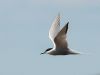 Common Tern