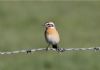 Whinchat