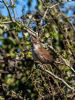 Cetti's Warbler