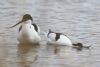 Avocet