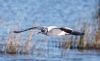 Little Gull