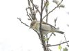 Willow Warbler