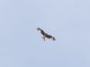 Red Kite