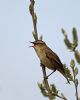 Sedge Warbler