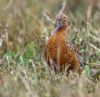 Bar-tailed Godwit