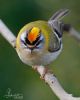 Firecrest