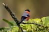 Bullfinch