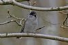 Blackcap