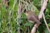 Chiffchaff