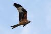 Red Kite