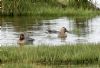 Garganey